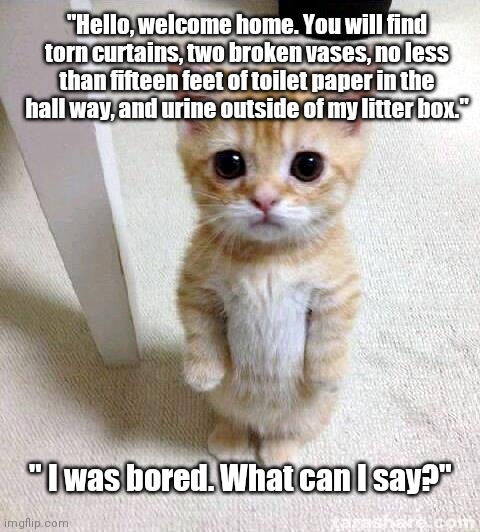 What Can I Say? | "Hello, welcome home. You will find torn curtains, two broken vases, no less than fifteen feet of toilet paper in the hall way, and urine outside of my litter box."; " I was bored. What can I say?" | image tagged in memes,cute cat,funny cat memes,cats,grumpy cat | made w/ Imgflip meme maker