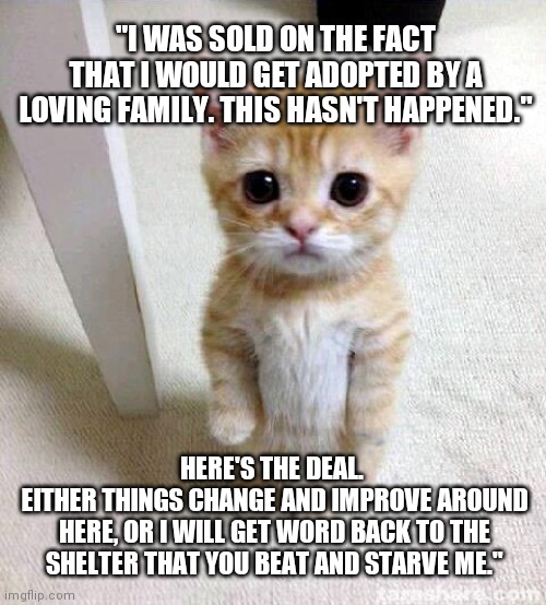 Things Gotta Change | "I WAS SOLD ON THE FACT THAT I WOULD GET ADOPTED BY A LOVING FAMILY. THIS HASN'T HAPPENED."; HERE'S THE DEAL. 
EITHER THINGS CHANGE AND IMPROVE AROUND HERE, OR I WILL GET WORD BACK TO THE SHELTER THAT YOU BEAT AND STARVE ME." | image tagged in memes,cute cat,cats,funny memes,grumpy cat | made w/ Imgflip meme maker
