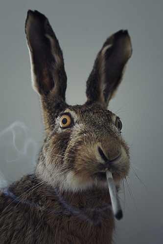 Smoking marihuana Easter bunny Blank Meme Template