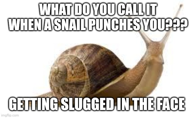 Snail pun, lol | WHAT DO YOU CALL IT WHEN A SNAIL PUNCHES YOU??? GETTING SLUGGED IN THE FACE | image tagged in snail | made w/ Imgflip meme maker