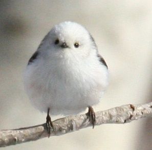 High Quality long tailed tit Blank Meme Template
