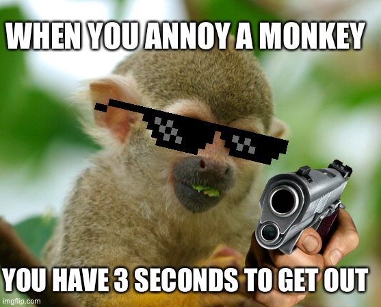 Don’t annoy monkays | WHEN YOU ANNOY A MONKEY; YOU HAVE 3 SECONDS TO GET OUT | image tagged in monkey | made w/ Imgflip meme maker