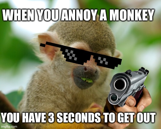 monkey Memes & GIFs - Imgflip