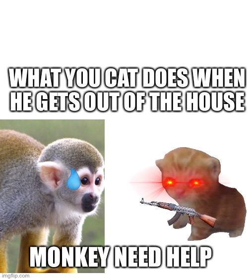 Mean cat to monkey | WHAT YOU CAT DOES WHEN HE GETS OUT OF THE HOUSE; MONKEY NEED HELP | image tagged in monkey | made w/ Imgflip meme maker