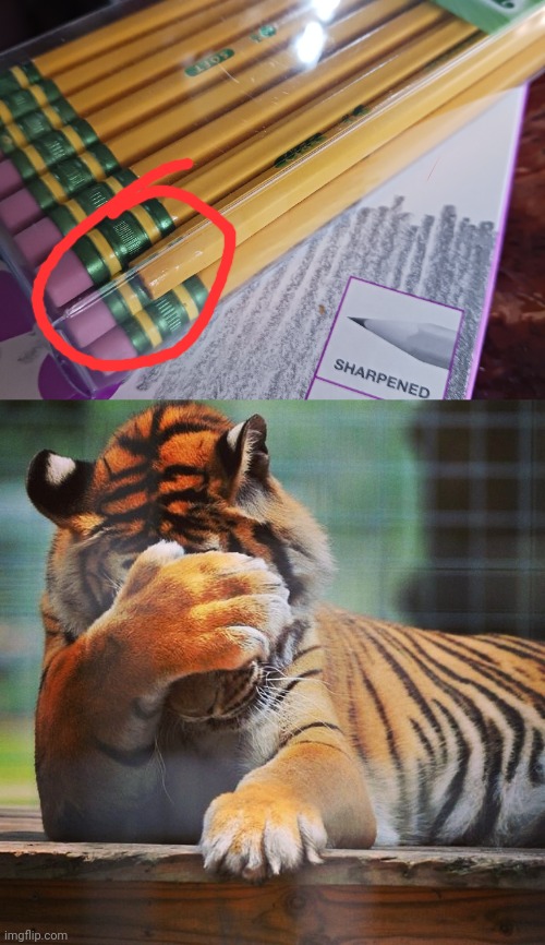 Missing eraser | image tagged in facepalm tiger,pencils | made w/ Imgflip meme maker