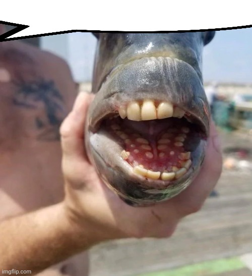 Well at Least British Fish | image tagged in well at least british fish | made w/ Imgflip meme maker