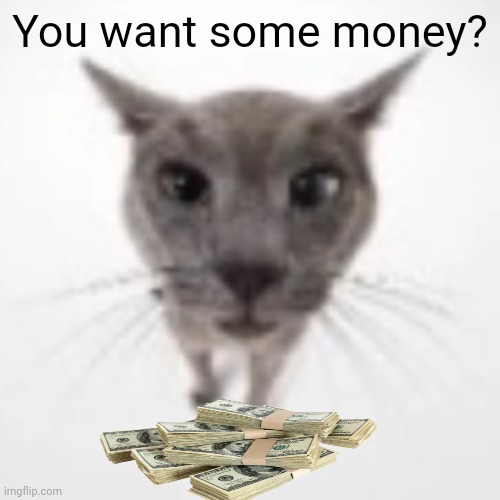 Random cat | You want some money? | image tagged in goofy ahh cat | made w/ Imgflip meme maker