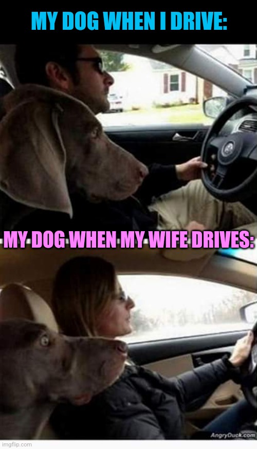 Doggone scary | MY DOG WHEN I DRIVE:; MY DOG WHEN MY WIFE DRIVES: | image tagged in dogs,women drivers,funny memes | made w/ Imgflip meme maker