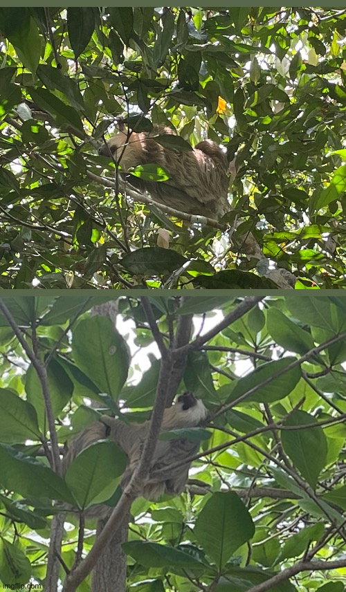 Two sloths from Cahuita, a two-toed and a three-toed one (SYOP x Costa Rica #1 & 2) | made w/ Imgflip meme maker