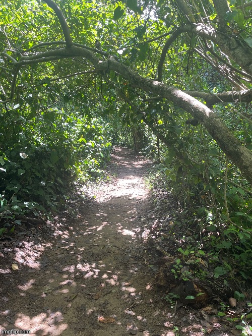 Average hiking road in CoRi (SYOP x Costa Rica #3) | made w/ Imgflip meme maker