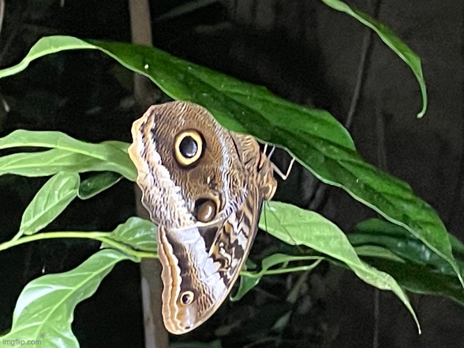 Not a fish holding a leaf, but a type of butterfly (SYOP x Costa Rica #5) | made w/ Imgflip meme maker