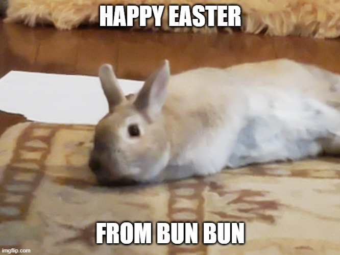 Yes, I have a bunny! | HAPPY EASTER; FROM BUN BUN | image tagged in bunny | made w/ Imgflip meme maker