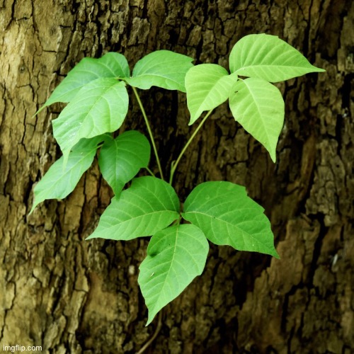 Poison Ivy - Imgflip