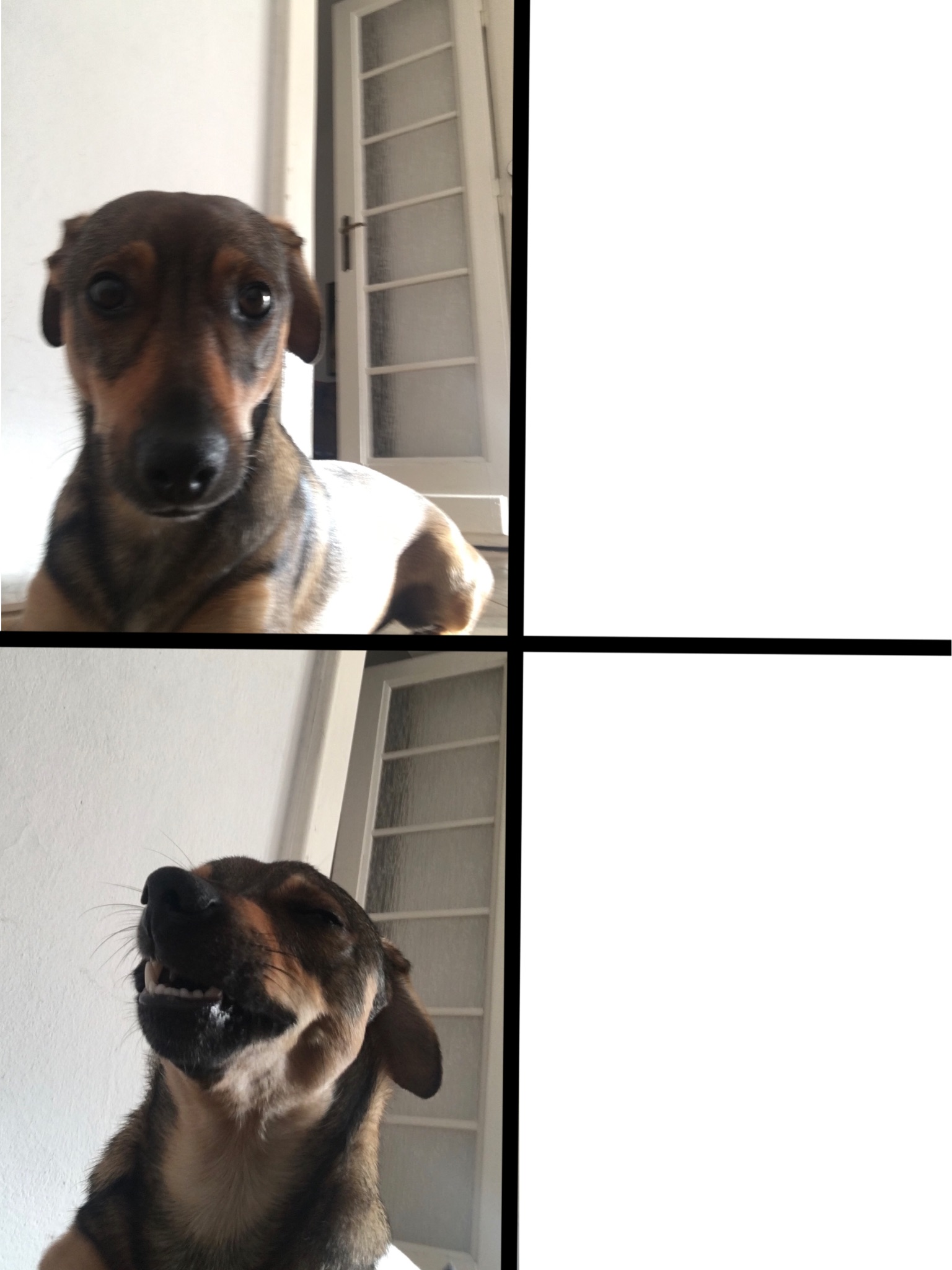 Drake yes / no but its my dog Blank Meme Template