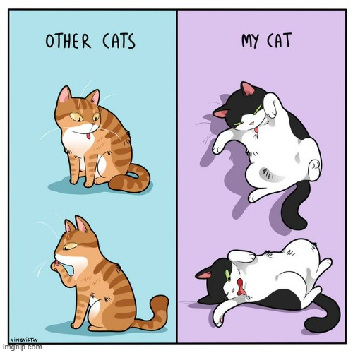 A Cat Lady's Way Of Thinking | image tagged in memes,comics/cartoons,cats,different,cleaning,habits | made w/ Imgflip meme maker