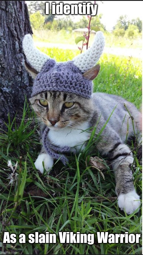 Viking cat | I identify As a slain Viking Warrior | image tagged in viking cat,viking,cat | made w/ Imgflip meme maker