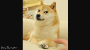 Doge | image tagged in gifs | made w/ Imgflip images-to-gif maker