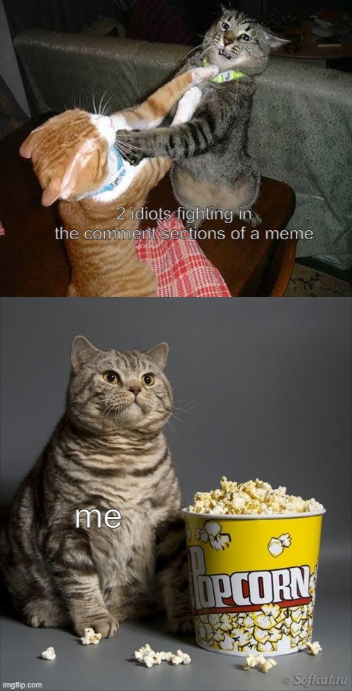 it's fun to see two gorilla-brained Neanderthals have a war in the comments | 2 idiots fighting in the comment sections of a meme; me | image tagged in cat watching other cats fight,idiot,fights,popcorn,oh wow are you actually reading these tags | made w/ Imgflip meme maker