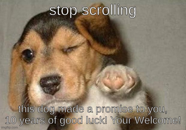 have a good time! | stop scrolling; this dog made a promise to you, 10 years of good luck! Your Welcome! | image tagged in winking dog | made w/ Imgflip meme maker
