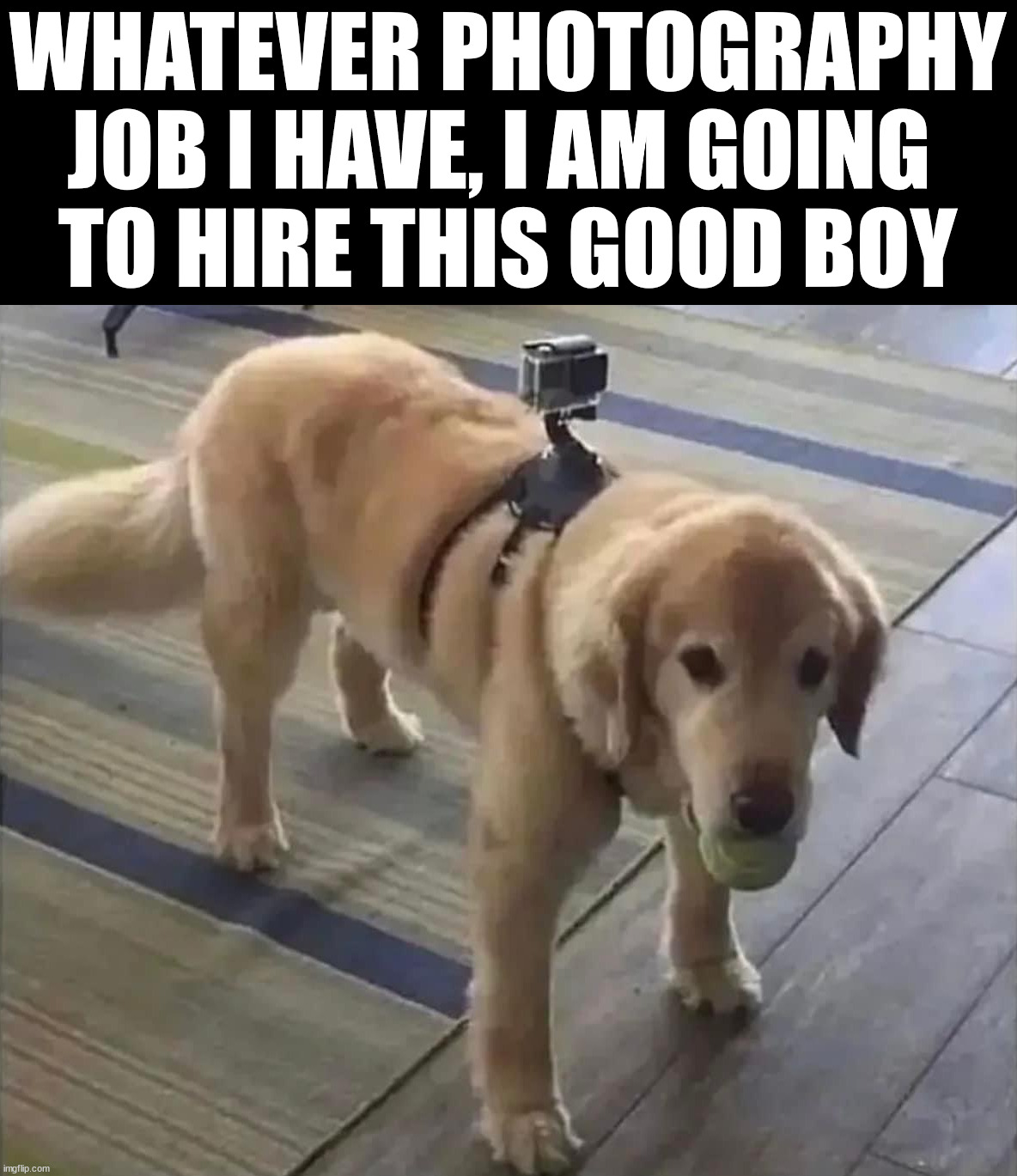 WHATEVER PHOTOGRAPHY JOB I HAVE, I AM GOING 
TO HIRE THIS GOOD BOY | made w/ Imgflip meme maker
