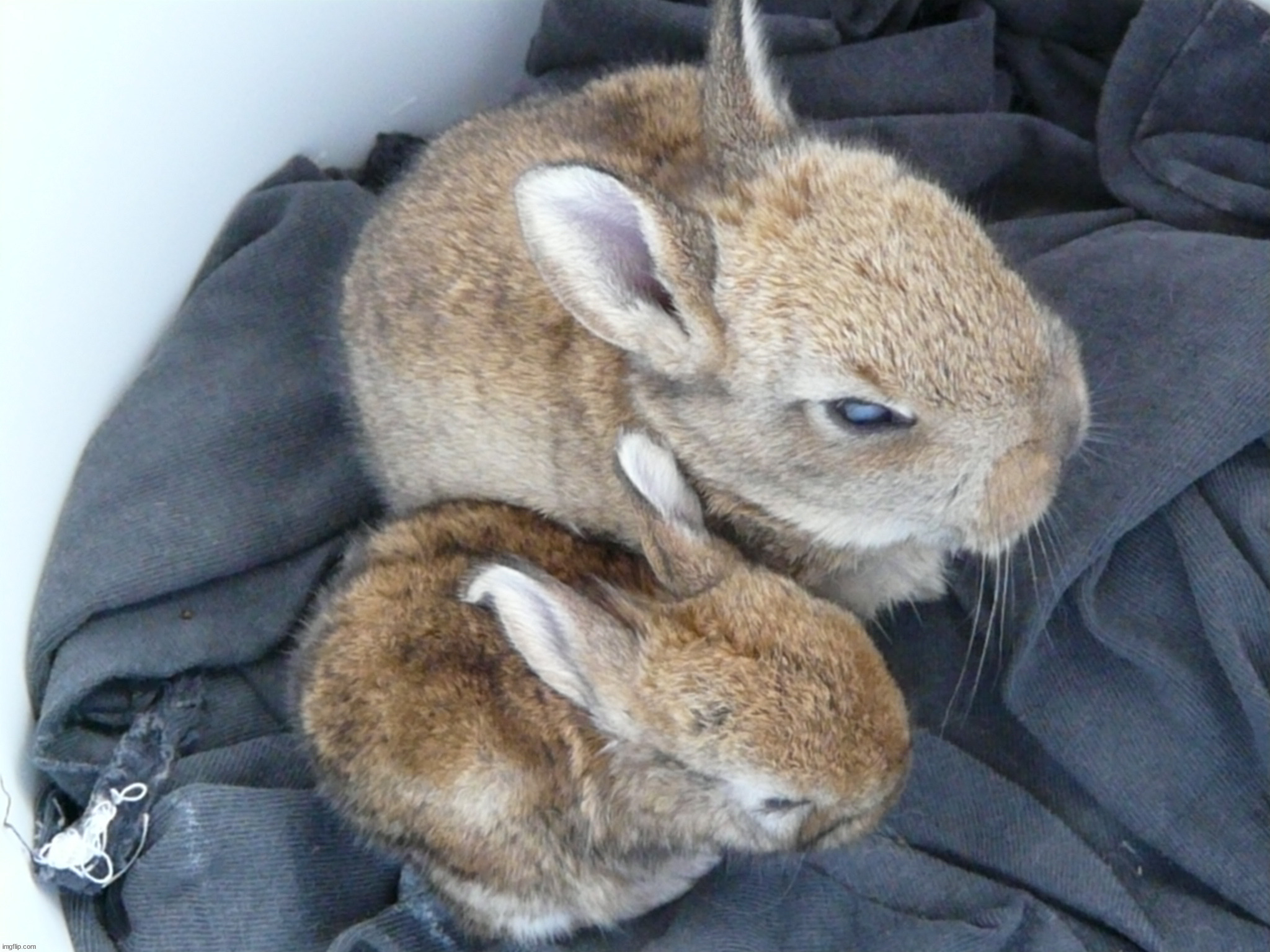 Bunnies from a few Easters ago | made w/ Imgflip meme maker