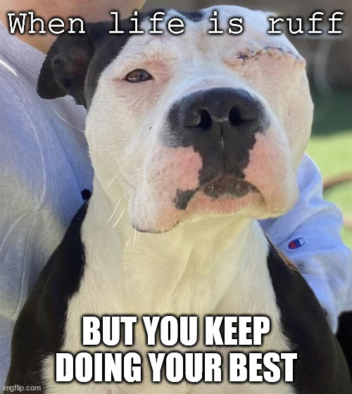Velma | When life is ruff; BUT YOU KEEP DOING YOUR BEST | image tagged in velma,adopt,dog,cute | made w/ Imgflip meme maker