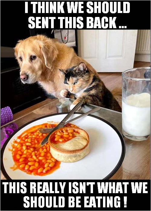 The Cat Decides But The Dog's Not Sure ! | I THINK WE SHOULD
 SENT THIS BACK ... THIS REALLY ISN'T WHAT WE
SHOULD BE EATING ! | image tagged in cats,dogs,beans | made w/ Imgflip meme maker