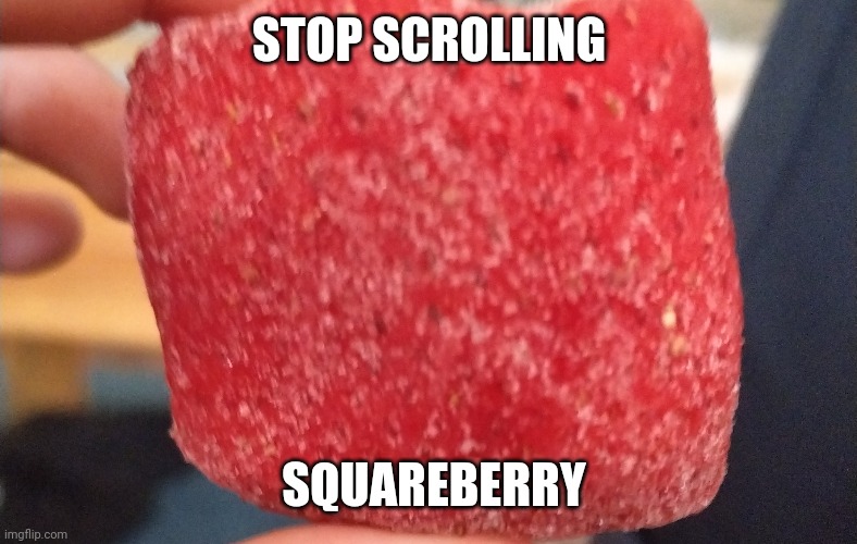 STOP SCROLLING; SQUAREBERRY | image tagged in squareberry | made w/ Imgflip meme maker