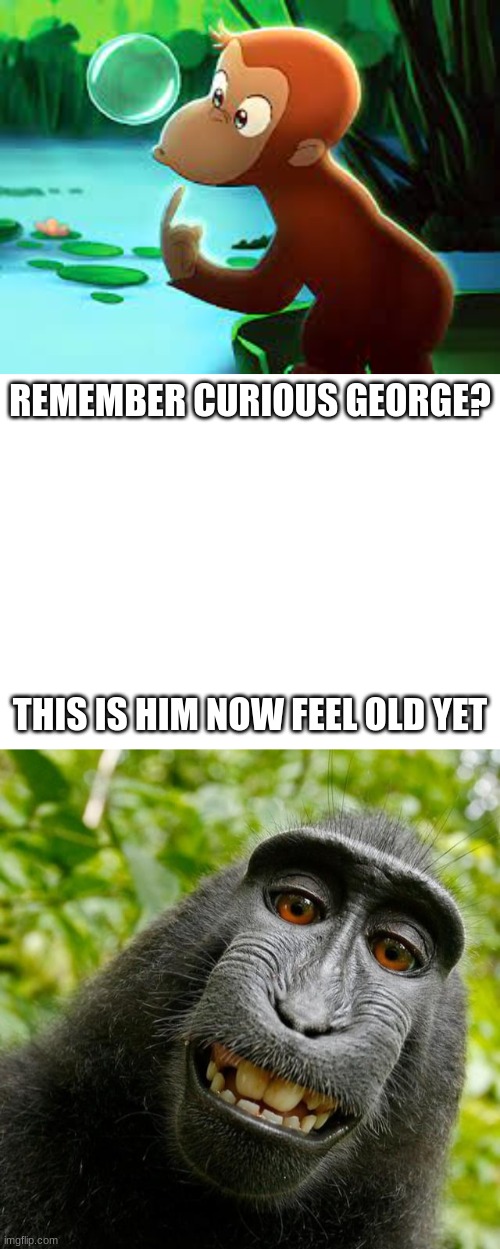 MONKI | REMEMBER CURIOUS GEORGE? THIS IS HIM NOW FEEL OLD YET | image tagged in funny animals | made w/ Imgflip meme maker