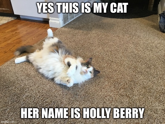 Lookie at her tummie | YES THIS IS MY CAT; HER NAME IS HOLLY BERRY | image tagged in any other cats do this | made w/ Imgflip meme maker