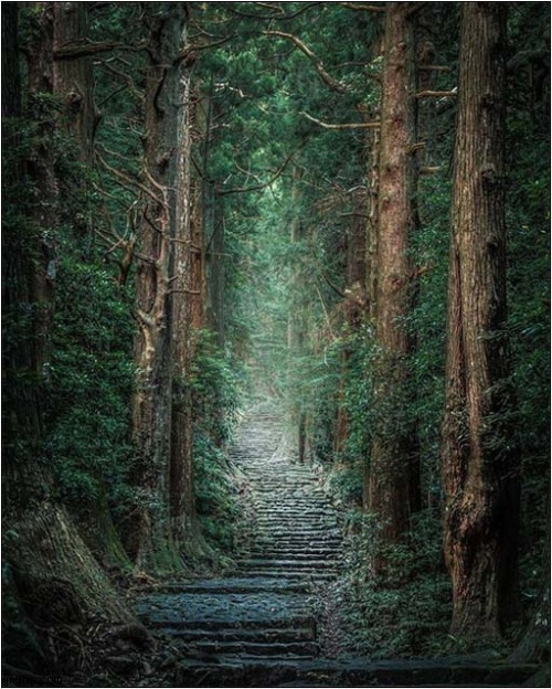Giant Cedars Along The Kumano Ancient Pilgrimage Road In Wakayama Prefecture Japan | image tagged in cedars,pilgrimage,japan | made w/ Imgflip meme maker