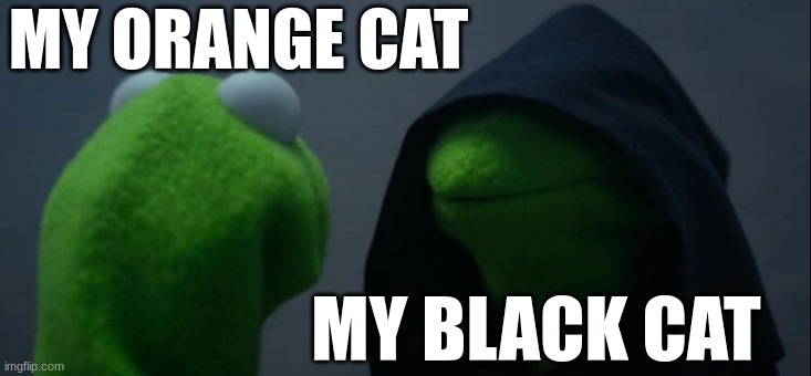 Evil Kermit | MY ORANGE CAT; MY BLACK CAT | image tagged in memes,evil kermit | made w/ Imgflip meme maker