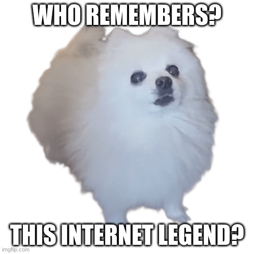 Please tell me i'm not the only one who remembers him (Sleep tight, pupper...) | WHO REMEMBERS? THIS INTERNET LEGEND? | image tagged in dogs,died in 2016 | made w/ Imgflip meme maker