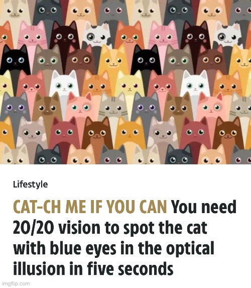Can You See It? | image tagged in cats,search,20 20 vision,can you see it,find it | made w/ Imgflip meme maker