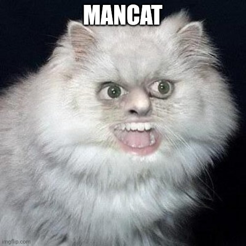 Mancat | MANCAT | image tagged in mancat | made w/ Imgflip meme maker