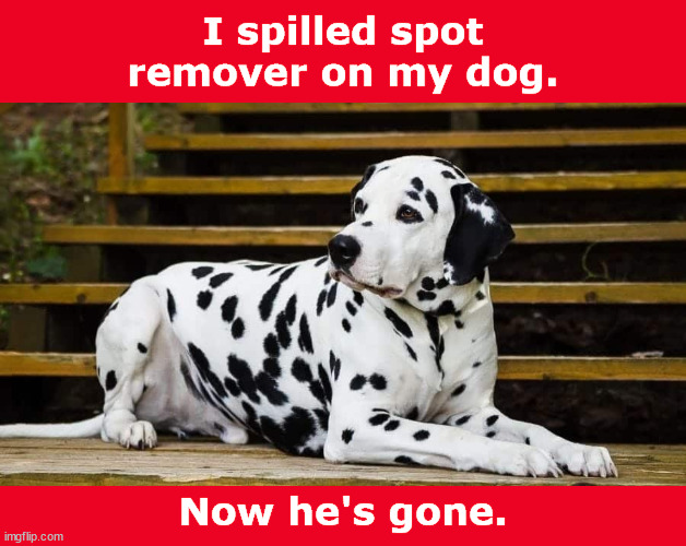 I spilled spot remover on my dog. | image tagged in steven wright,dogs,dog,comedy,funny,memes | made w/ Imgflip meme maker