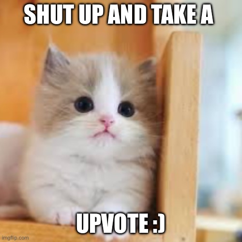 Generous kitty | SHUT UP AND TAKE A; UPVOTE :) | image tagged in cats | made w/ Imgflip meme maker