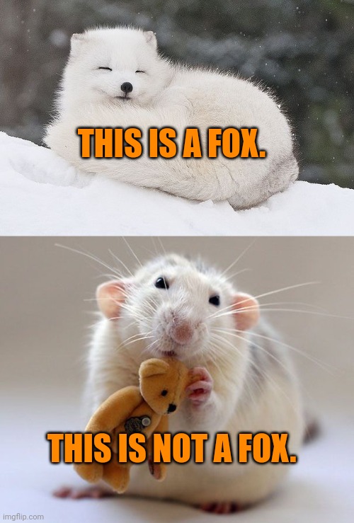 Please learn fox facts | THIS IS A FOX. THIS IS NOT A FOX. | image tagged in important,fox,facts | made w/ Imgflip meme maker