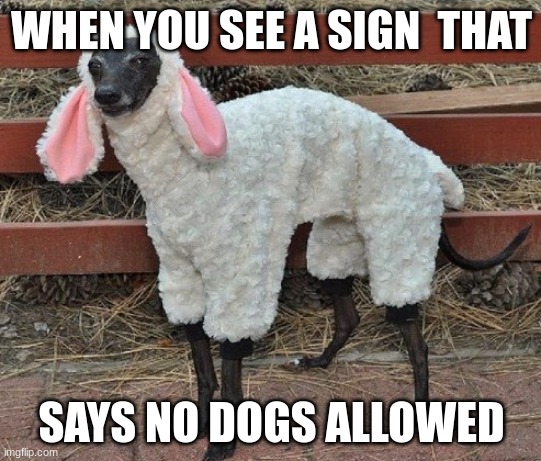 sheepdog | WHEN YOU SEE A SIGN  THAT; SAYS NO DOGS ALLOWED | image tagged in fgtgth | made w/ Imgflip meme maker