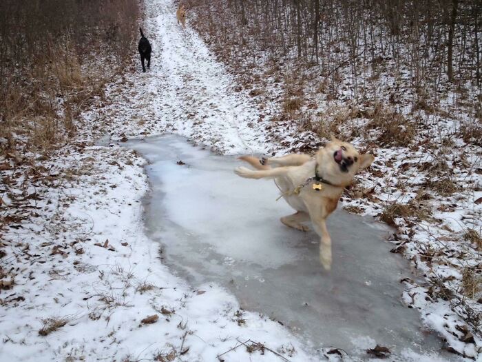 Dog Sliding while Black dog walks Blank Meme Template