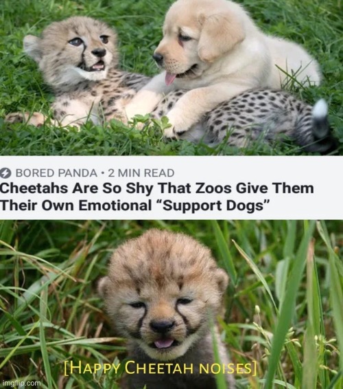 image tagged in wholesome | made w/ Imgflip meme maker