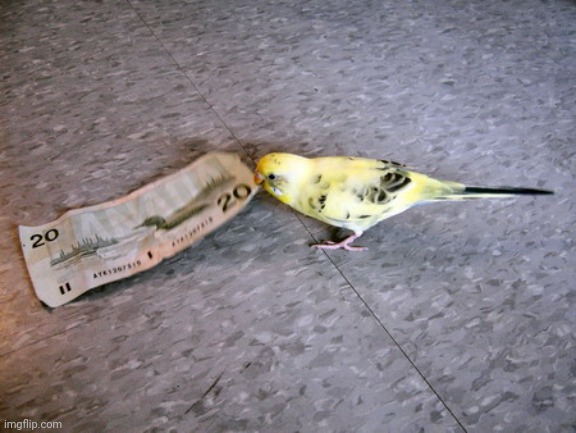 *gotta go fast* | image tagged in budgie steals 20 | made w/ Imgflip meme maker