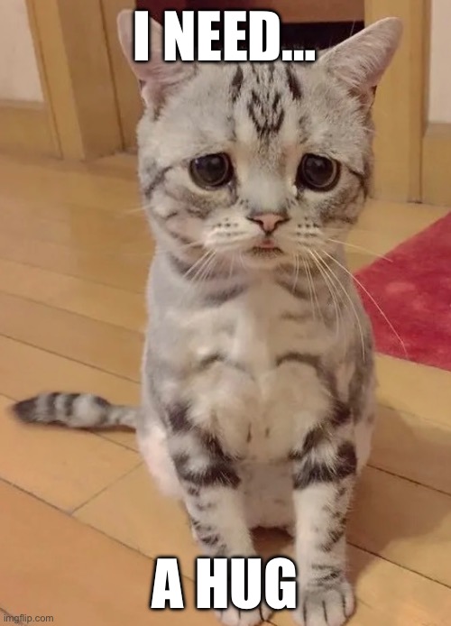 I Need A Hug Cat Imgflip