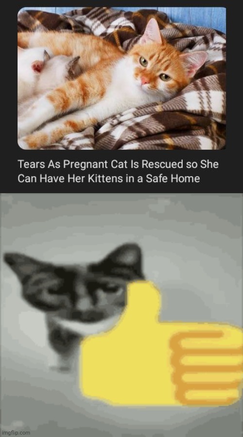 Congrats cat | image tagged in cat thumbs up,cats,cat,home,memes,kittens | made w/ Imgflip meme maker