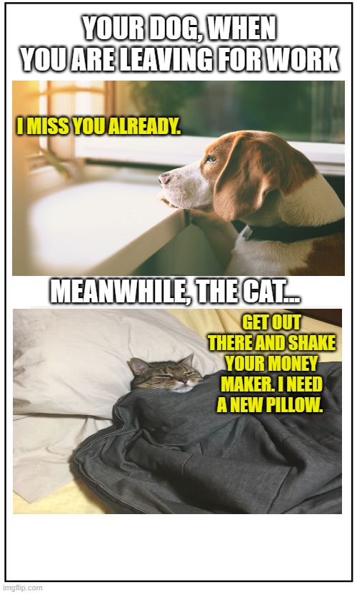 cats vs dos when you leave home for work | YOUR DOG, WHEN YOU ARE LEAVING FOR WORK; I MISS YOU ALREADY. MEANWHILE, THE CAT... GET OUT THERE AND SHAKE YOUR MONEY MAKER. I NEED A NEW PILLOW. | image tagged in funny cats,funny dogs,i love you,funny memes | made w/ Imgflip meme maker