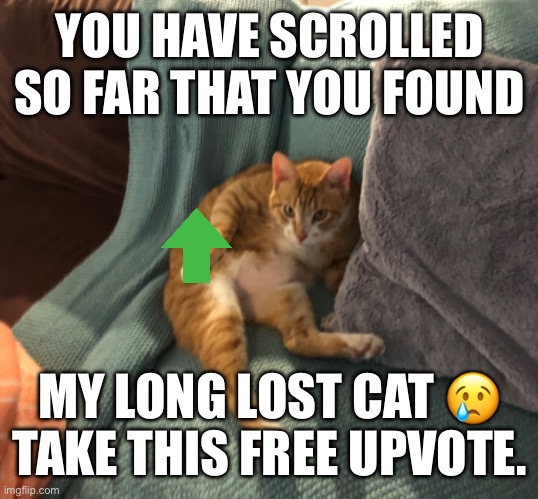 I miss him | YOU HAVE SCROLLED SO FAR THAT YOU FOUND; MY LONG LOST CAT 😢 TAKE THIS FREE UPVOTE. | image tagged in sad,kitty,cat | made w/ Imgflip meme maker