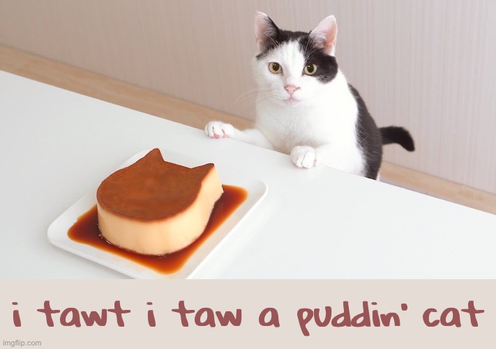 Pudding Cat | i tawt i taw a puddin’ cat | image tagged in funny cat memes | made w/ Imgflip meme maker