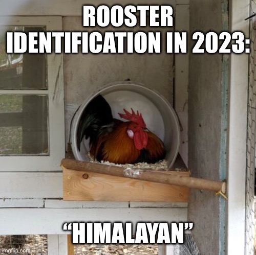 Himalayan Rooster | ROOSTER IDENTIFICATION IN 2023:; “HIMALAYAN” | image tagged in rooster,gay,chicken,eggs | made w/ Imgflip meme maker