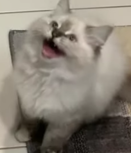 amazed cat Blank Meme Template