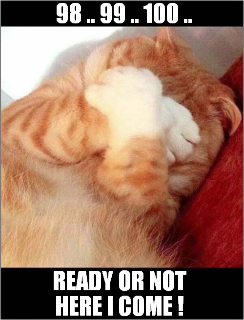 Cat Playing Hide And Seek ! | 98 .. 99 .. 100 .. READY OR NOT
HERE I COME ! | image tagged in cats,hide and seek | made w/ Imgflip meme maker